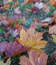 Ein herbstlicher Morgen am 13.10.2012