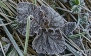 Der erste Boden- und Luftfrost am 15.10.2011