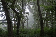 Dichter Nebel im Hochsommer am 17.08.2012