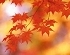 Herbst erreicht Höhepunkt am 05.11.2011