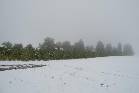 Verschneite Maispflanzen stehen in Miesbach auf einem Feld