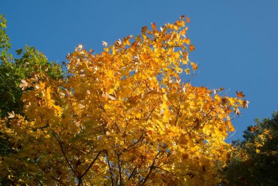 Goldener Oktober mit viel Sonnenschein am 21.10.2012