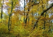 Der Herbst erreicht seinen Höhepunkt am 05.11.2011