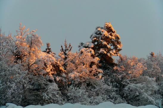 Sonnenstrahlen auf den Baumkronen