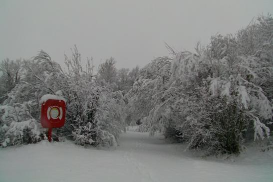 Die Bäume biegen sich teilweise zu Boden
