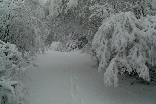 Das sollte normal ein freier Weg sein