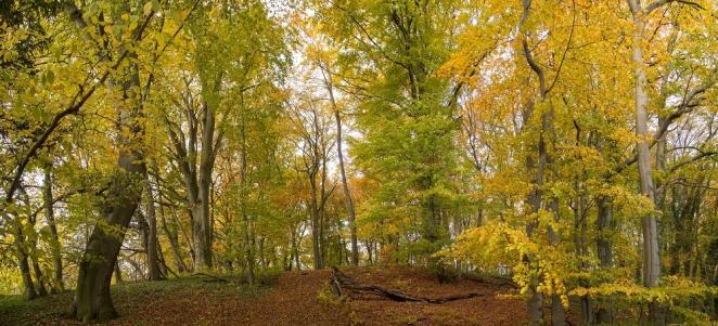Farbenpracht im Herbstwald am 04.11.2014