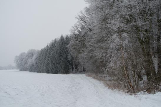 Schnee und Raureif am 17.02.2015